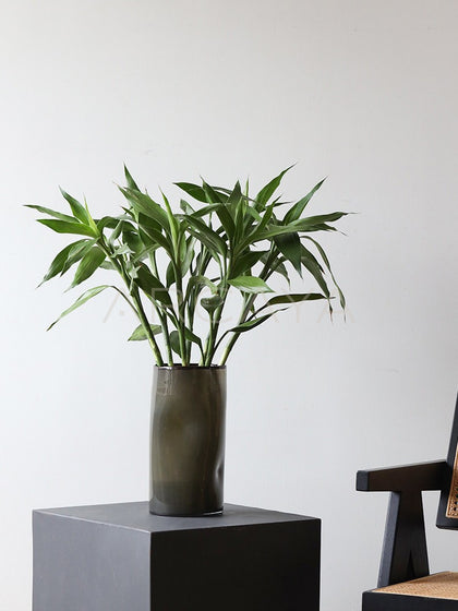 Lucky Bamboo Wide Mouth Glass Vase - scene
