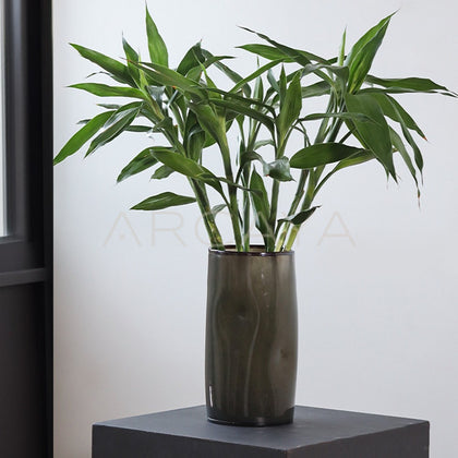 Lucky Bamboo Wide Mouth Glass Vase - main