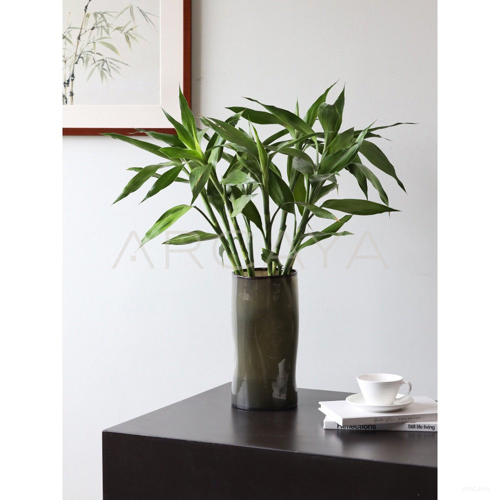 Lucky Bamboo Wide Mouth Glass Vase in detail