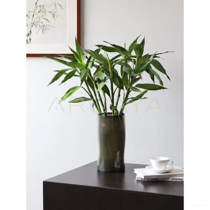 Lucky Bamboo Wide Mouth Glass Vase - scene