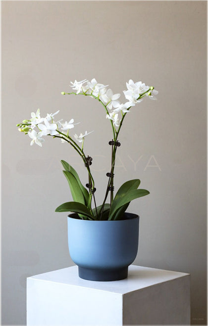 New Chinese Wabi Sabi Planter Jar Vase - scene