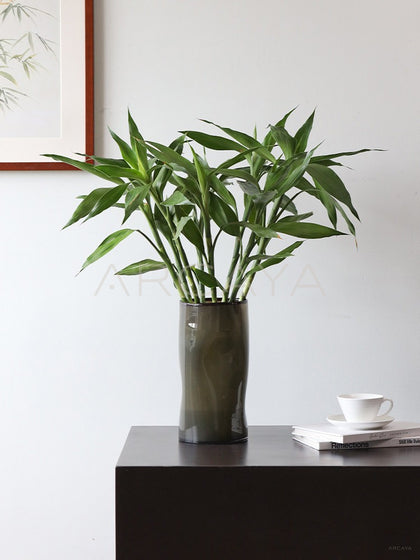 Lucky Bamboo Wide Mouth Glass Vase - scene