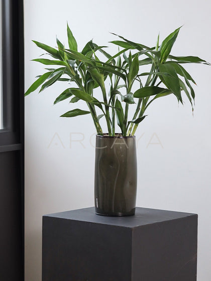 Lucky Bamboo Wide Mouth Glass Vase - scene
